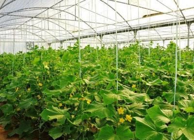 ایجاد 48 هزار هکتار گلخانه تا سال 1404