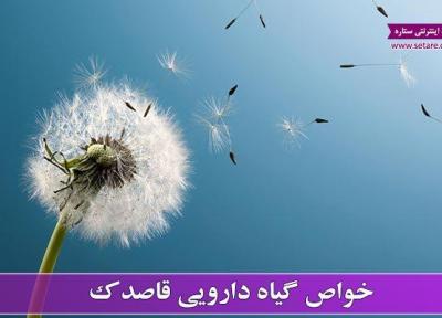 همه چیز درباره خواص قاصدک، گیاه قاصدک و گل قاصدک