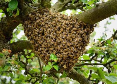 آیا واقعا زنبور عسل را می شناسید؟