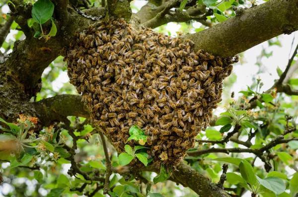 آیا واقعا زنبور عسل را می شناسید؟