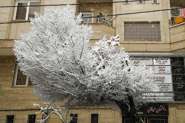 تصویر ، برف تکانی درختان با استفاده از بالابر