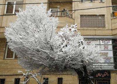 تصویر ، برف تکانی درختان با استفاده از بالابر